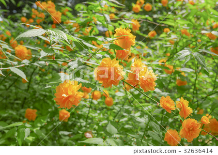 Yae Yamabuki 32636414