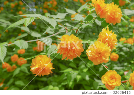 Yae Yamabuki 32636415