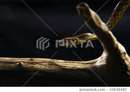 32636482