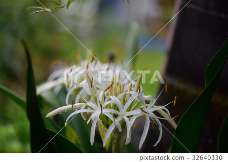 Hamaayu的早晨 Hamaayu的早晨 32640330