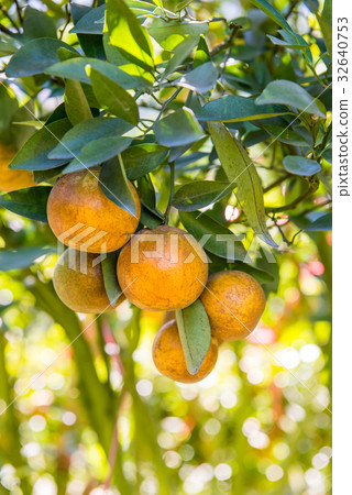 orange, diet fresh fruit for juice orange, diet fresh fruit for juice 32640753