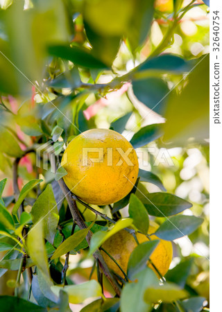 orange, diet fresh fruit for juice 32640754
