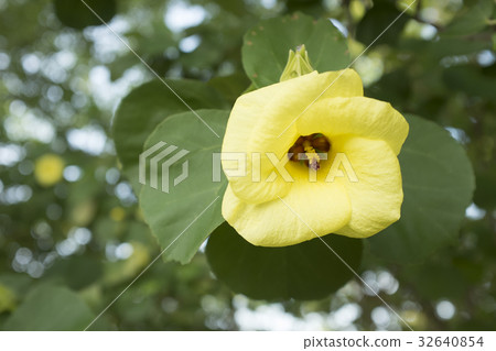 Flower of Naruto City 32640854