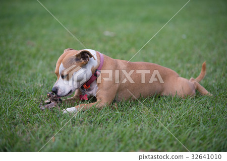 Australia Staffy Australia Staffy 32641010