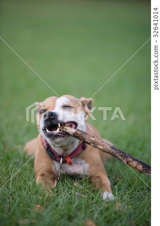 Australia Staffy 32641014