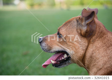 澳大利亞Staffy 32641015