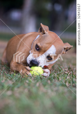 Australia Staffy Australia Staffy 32641017