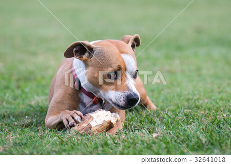 澳大利亞Staffy 32641018