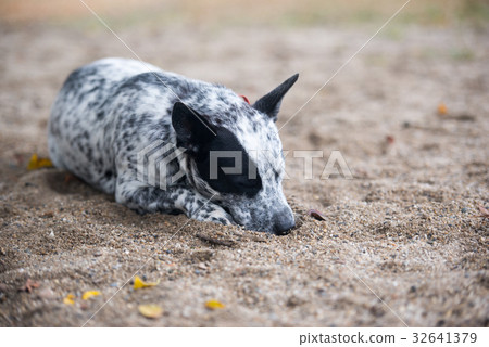 Australian Cattle Dog 32641379