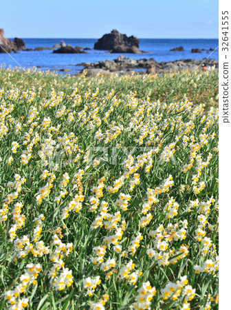 The nail tree Kakisen narcissus festival -189582 The nail tree Kakisen narcissus festival -189582 32641555
