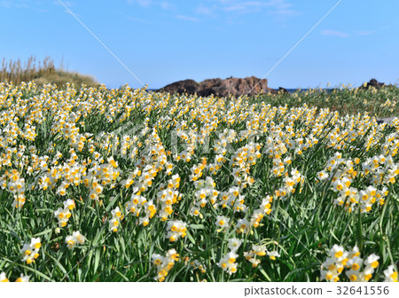 The nail polish water narcissus festival -189583 32641556
