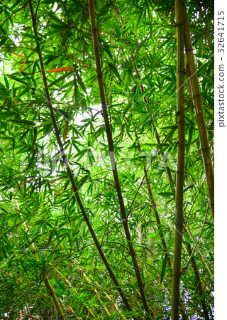 Bamboo forest Bamboo forest 32641715
