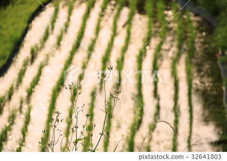 Rice field in evening scenery Rice field in evening scenery 32641803