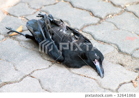 Dead crow 32641868