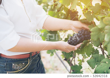 Vineyard worker checking wine grapes in vineyard 32642318
