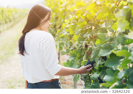Vineyard worker checking wine grapes in vineyard Vineyard worker checking wine grapes in vineyard 32642320