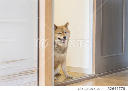 Shiba Inu peeping with smile Shiba Inu peeping with smile 32642776