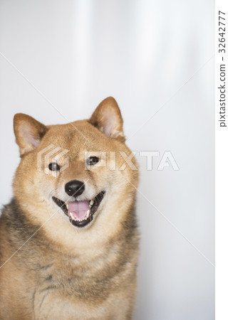 Smile Shiba Inu Smile Shiba Inu 32642777