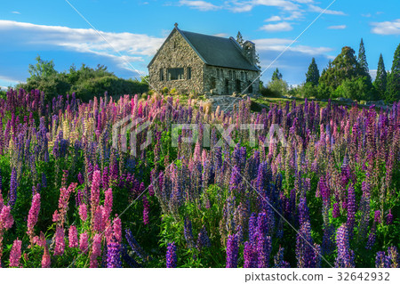 Church of the Good Shepherd and Lupine Field, Lake Tekapo 32642932