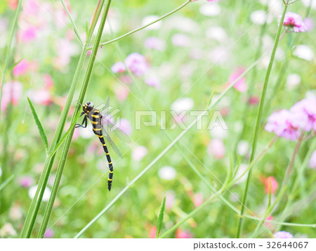 Flower field and onionma Flower field and onionma 32644067