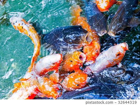 Carp, feeding 32644319