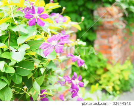 Clematis in English Garden Clematis in English Garden 32644548