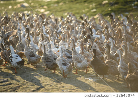 Group of duck walk in the farm 32645074