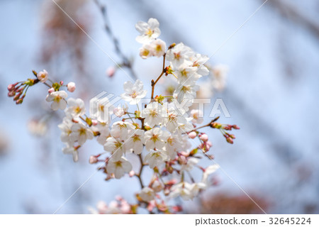 Japanese cherry blossom or Sakura flower Japanese cherry blossom or Sakura flower 32645224