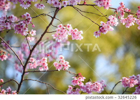 Japanese cherry blossom or Pink Sakura flower Japanese cherry blossom or Pink Sakura flower 32645226