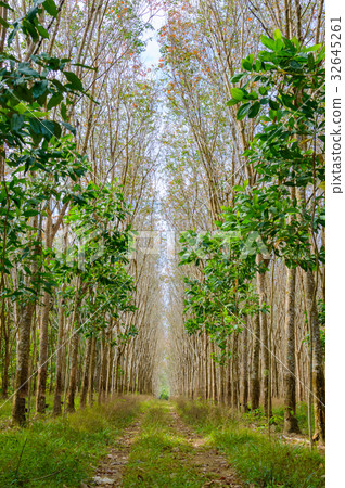 Rows a lot of rubber tree in Thailand Rows a lot of rubber tree in Thailand 32645261