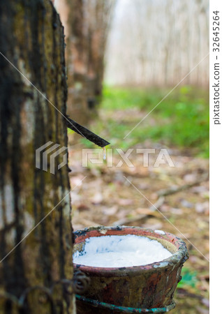 Milky latex rubber tree Hevea Brasiliensis 32645264