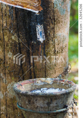Milky latex rubber tree Hevea Brasiliensis 32645266