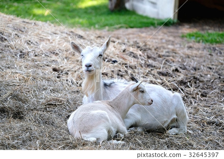 Goat in the ranch 32645397