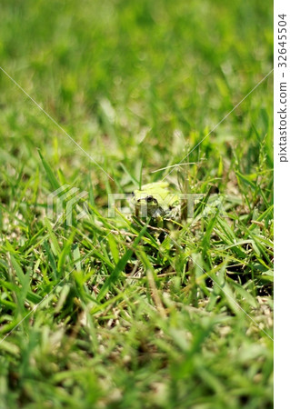 樹蛙捉迷藏 32645504