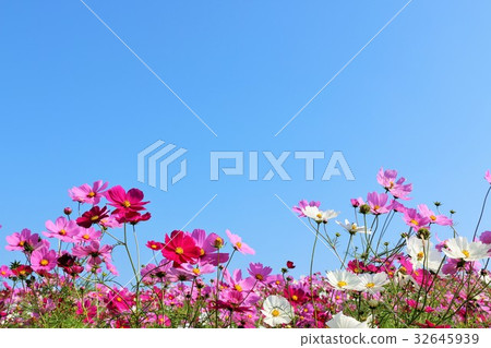 Cosmos field with full of autumn sky and full bloom 32645939