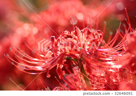 Higambuna Higambuna 32646091