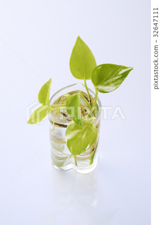 Foliage plant Foliage plant 32647111