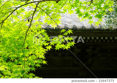 藍楓 藍楓 32647375