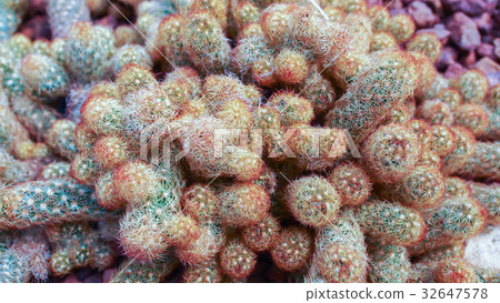 Mammillaria elongata. Mammillaria elongata. 32647578