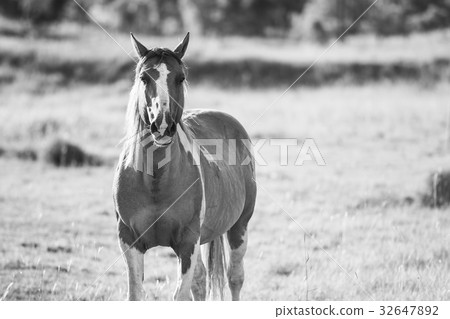 Horse in the paddock 32647892
