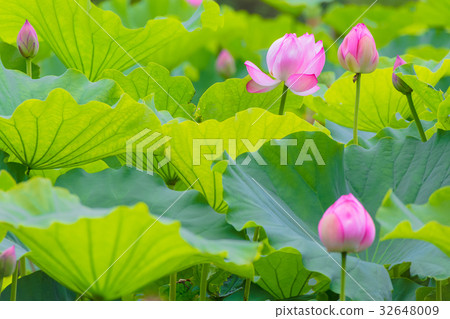 Lotus flower Yokohama Lotus flower Yokohama 32648009