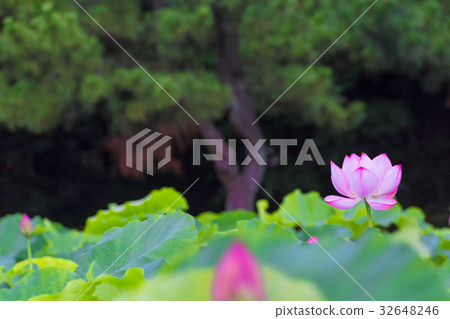 蓮花 蓮花 32648246
