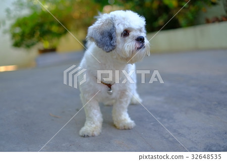 Short hair white shih-Tzu dog Short hair white shih-Tzu dog 32648535
