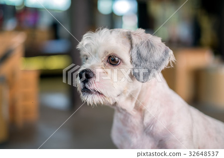 Short hair white shih-Tzu dog 32648537