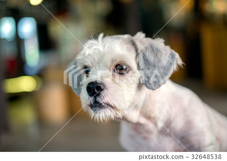 Short hair white shih-Tzu dog Short hair white shih-Tzu dog 32648538