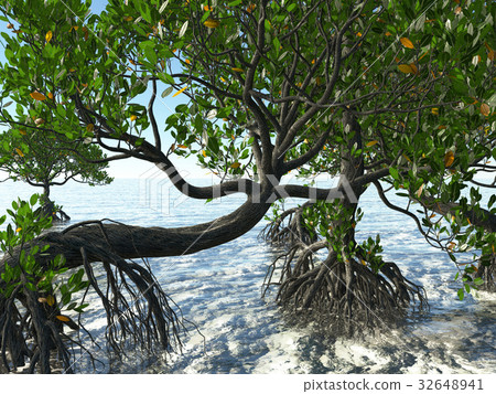 Red mangroves on Florida coast 3d rendering 32648941