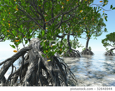 Red mangroves on Florida coast 3d rendering Red mangroves on Florida coast 3d rendering 32648944
