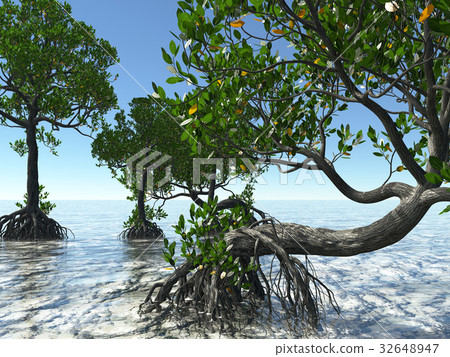 Red mangroves on Florida coast 3d rendering Red mangroves on Florida coast 3d rendering 32648947
