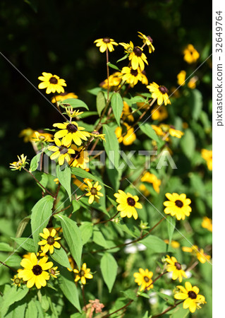 Rudbekia · Takao Rudbekia · Takao 32649764