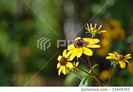 Rudbekia · Takao Rudbekia · Takao 32649765